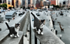 A cat standing on a rail in a city - generated by Stable Diffusion